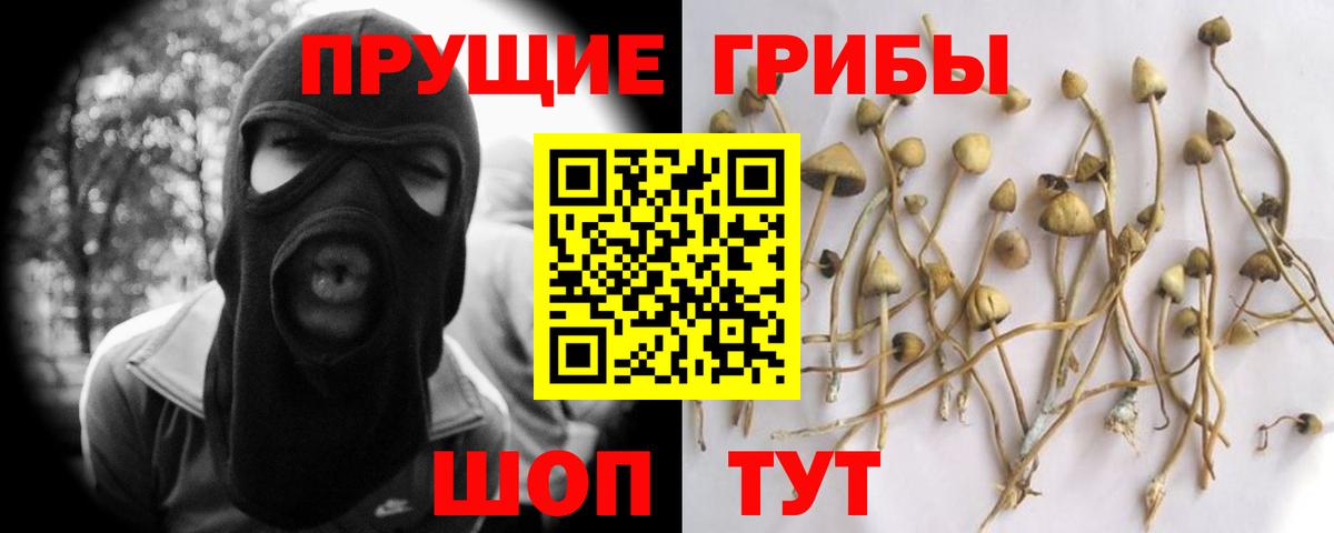 купить наркоту  Вход с VPN  Шадринск  Галлюциногенные грибы Cubensis  Псилоцибиновые грибы Psilocybine cubensis 